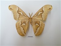 藏品(大眉紋天蠶蛾)的圖片